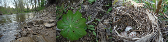 photos of a creeek bed, a lilly pad, and a birds nest with 3 eggs by Grace Stewart