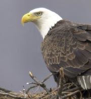 picture of an Eagle on a branch