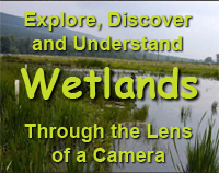 Explore, Discover, & Understand Wetlands Through the Lens of a Camera.
