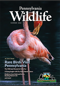 Picture of the Front Cover of the Summer 2024 PA Wildlife Magazine