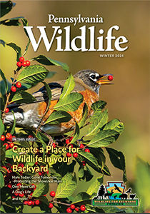 Picture of the Front Cover of the Winter 2024 PA Wildlife Magazine