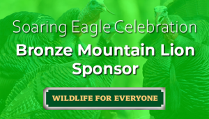 Bronze Mountain Lion Sponsor for the Spring Celebration