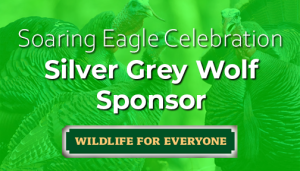 Silver Grey Wolf Sponsor for the Spring Celebration